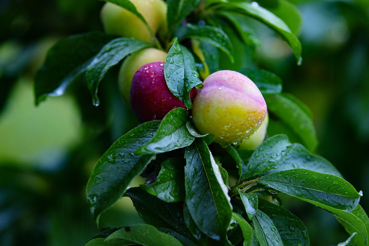 Pear, fruit, pears — Compare Medicare Supplement Plans Before You Buy