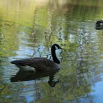 Noel online gift shop, the body of water, nature — Comparing Live Dealer Options at Best Online Casinos Canada