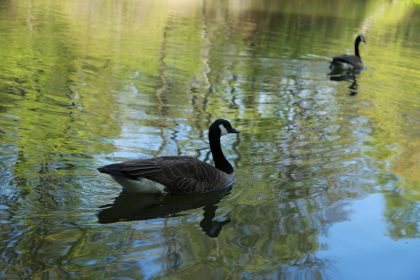 Noel online gift shop, the body of water, nature — Comparing Live Dealer Options at Best Online Casinos Canada