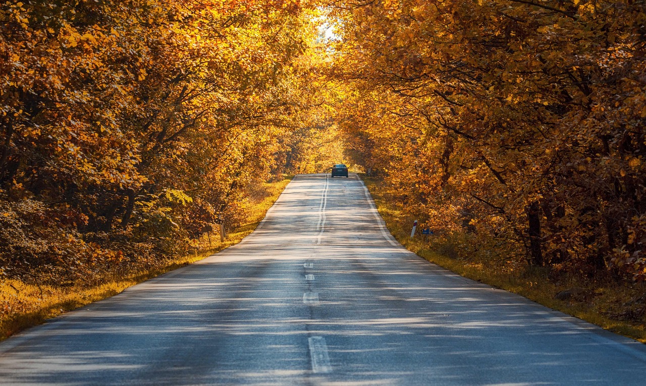 Road, autumn, trees — Discover the Exclusive All-Inclusive Surf Experience at Kalon