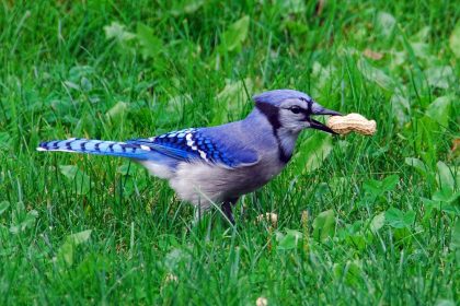 Bird, nature, bluejay — Farmaci di resistenza: Dosaggio e sicurezza nell'utilizzo