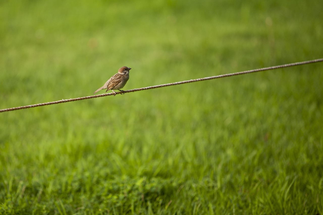 Sparrow, grass, break — Is the football betting site capable of placing live bets?