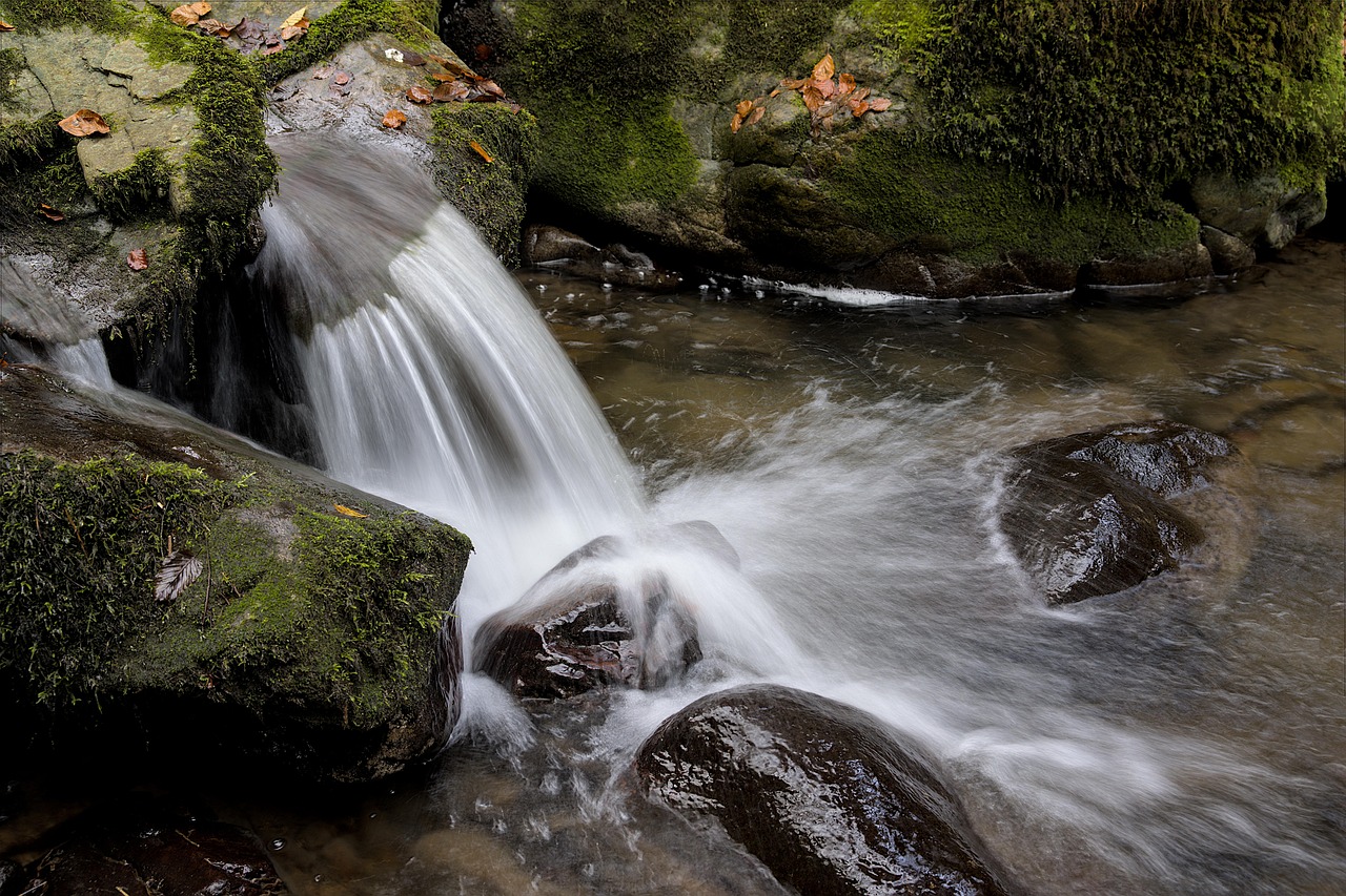 Bach, forest, moss — Swedish IPTV Providing Smooth Streaming Across Devices for Every Household