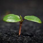 Plant, nature, growth — The Best Online Casino in Canada for Live Dealer Games