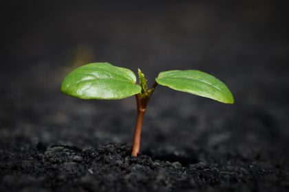 Plant, nature, growth — The Best Online Casino in Canada for Live Dealer Games