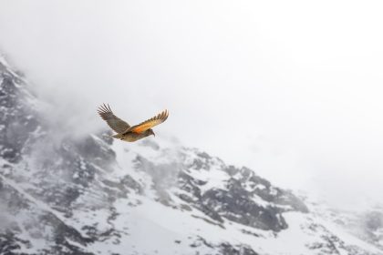 Bird, mountain, kea — The Best Online Casino in Canada for Live Dealer Games