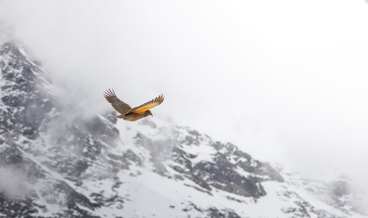 Bird, mountain, kea — The Best Online Casino in Canada for Live Dealer Games