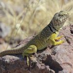 Reptile, lizard, wildlife — The Role of Customer Support in Online Casinos Canada