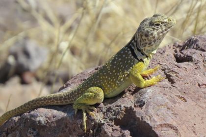 Reptile, lizard, wildlife — The Role of Customer Support in Online Casinos Canada