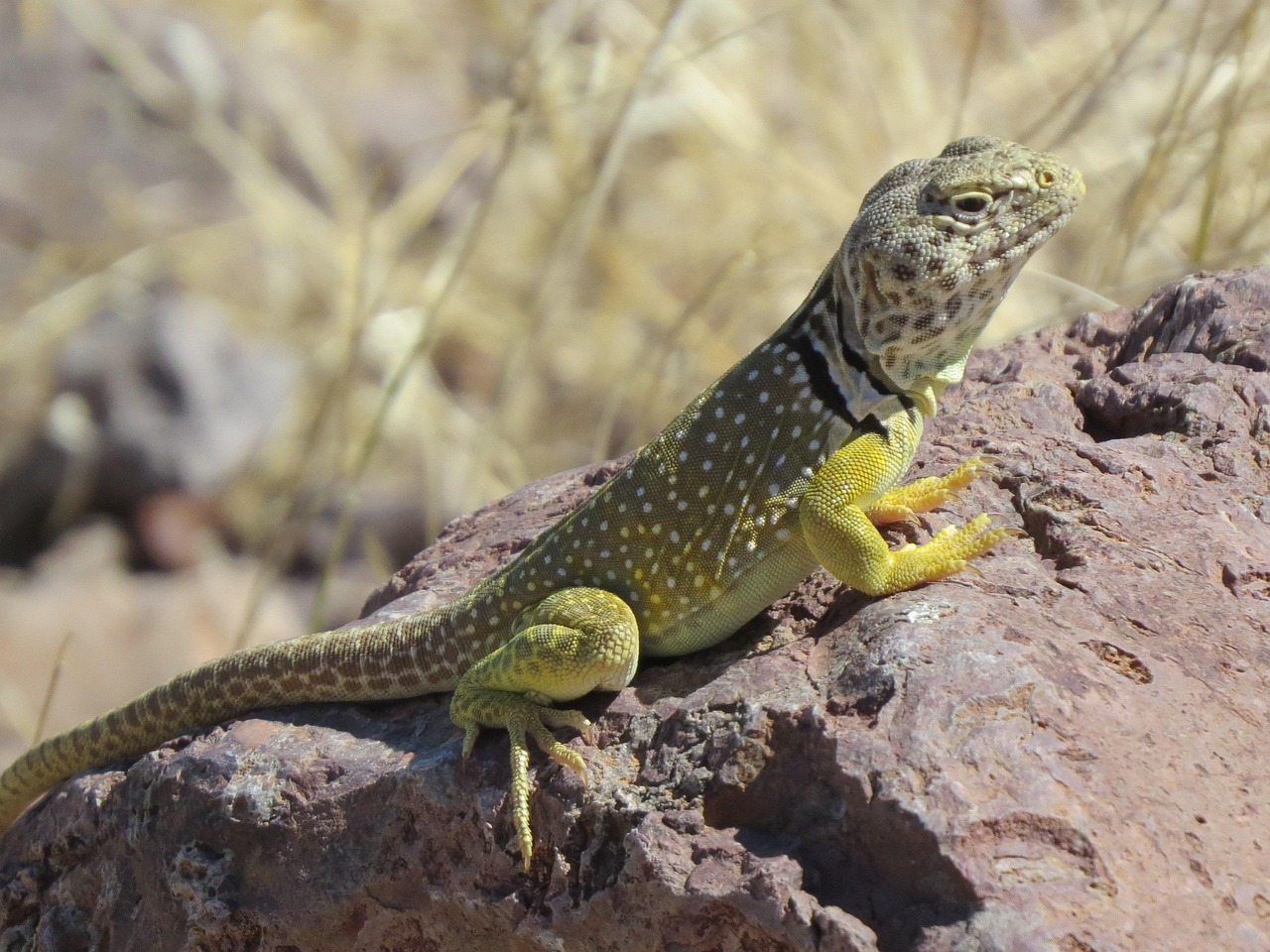 Reptile, lizard, wildlife — The Role of Customer Support in Online Casinos Canada